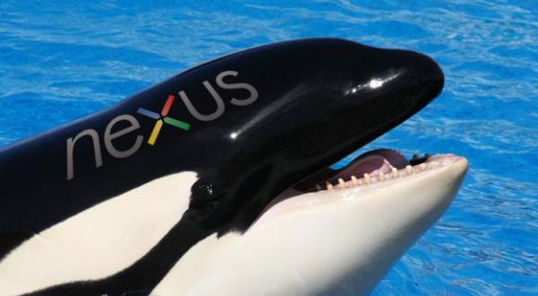 Nexus 6 Killer Whale